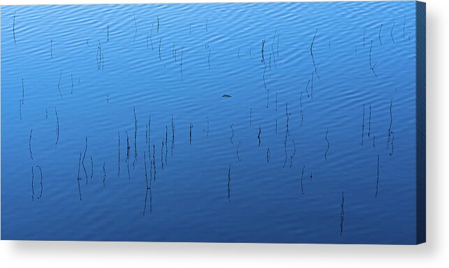 Reed Acrylic Print featuring the photograph Blue Hour Reeds on a Pond by William Dickman