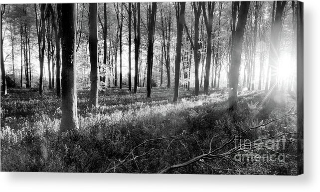 Bluebells Acrylic Print featuring the photograph Bluebell woods sunrise in spring black and white by Simon Bratt