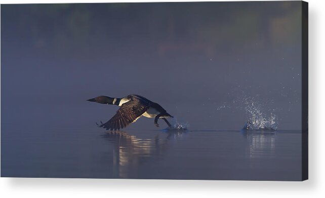 Common Acrylic Print featuring the photograph Common Loon Skip by Jim Cumming