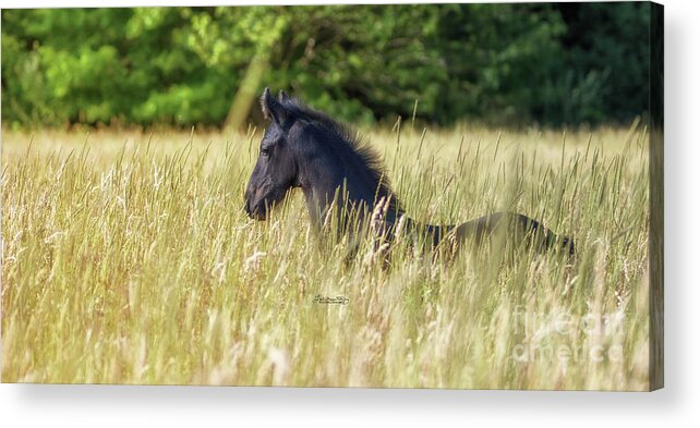 Friesian Acrylic Print featuring the photograph Fields of Gold by Lori Ann Thwing