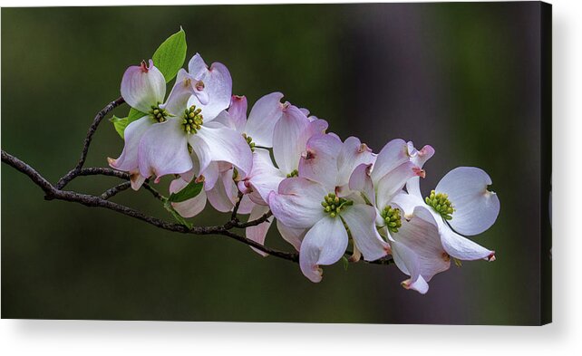 Dogwood Acrylic Print featuring the photograph Flowering Dogwood by Jerry Gammon