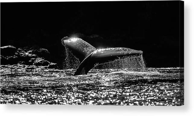 Canada Acrylic Print featuring the photograph Humpback whale dive in black and white by Murray Rudd