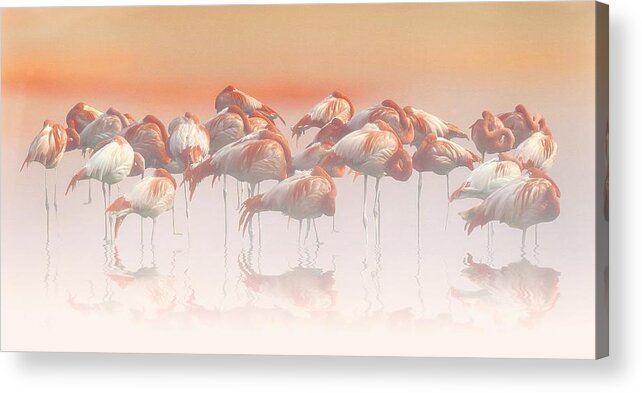 Flamingo Acrylic Print featuring the photograph La Sieste by Anna Cseresnjes