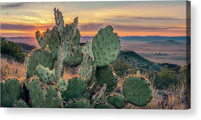 Prickly Pear Acrylic Print featuring the photograph Love In The Desert by Slow Fuse Photography