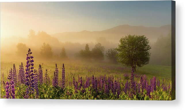 Amazing New England Artworks Acrylic Print featuring the photograph Lupine In The Fog, Sugar Hill, NH by Jeff Sinon