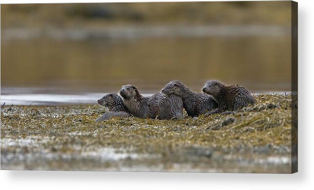 Otter Acrylic Print featuring the photograph Otter Family At Dusk by Pete Walkden