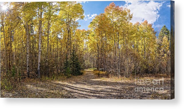 Colorado Acrylic Print featuring the photograph Panorama of Yellow Aspen Forest on the Way to Independence Pass - Twin Lakes Colorado Rocky Mountain by Silvio Ligutti