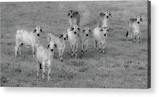 Tennessee Acrylic Print featuring the photograph Please Tell Me You Brought Breakfast, Infrared by Marcy Wielfaert