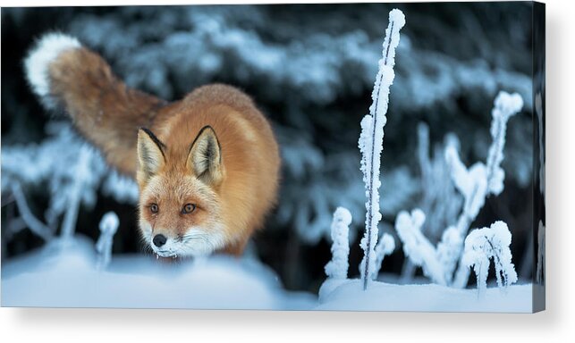 Alaska Acrylic Print featuring the photograph Red Fox Hunting by Scott Slone