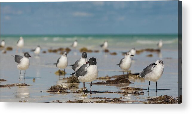 Seagull Acrylic Print featuring the photograph Seagull at Holbox, Mexico by Julieta Belmont