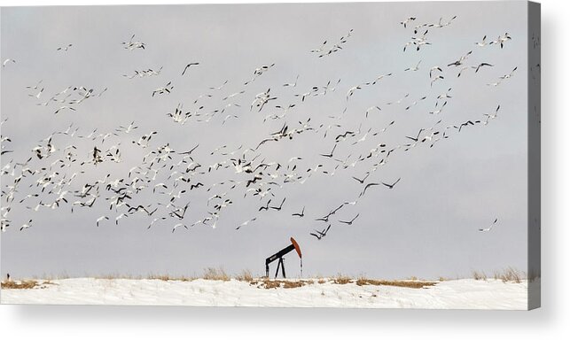 Kansas Acrylic Print featuring the photograph Snow Geese over Oil Pump 02 by Rob Graham