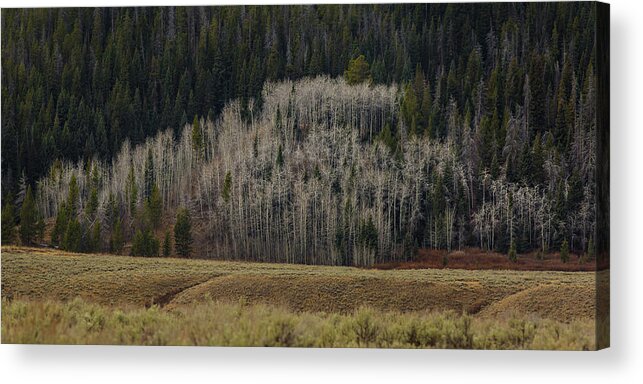 Trees Acrylic Print featuring the photograph White aspen trees, Wyoming by Julieta Belmont