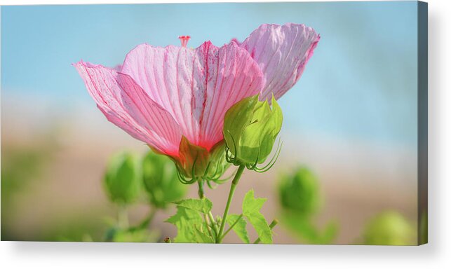 Landscape Flower Acrylic Print featuring the photograph Flower #1 by Michelle Wittensoldner