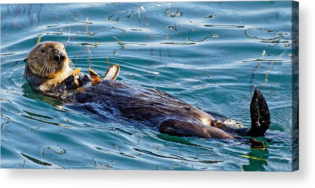 Kj Swan Aquatic Animals Acrylic Print featuring the photograph Dining Al Fresco - Sea Otter by KJ Swan