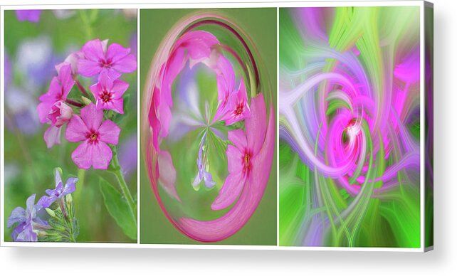 Flowers Acrylic Print featuring the photograph Flower Transformations Set 3 by Betty Eich
