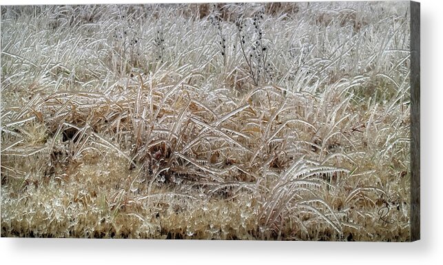 Fine Art Acrylic Print featuring the photograph Fragile Grass by Robert Harris