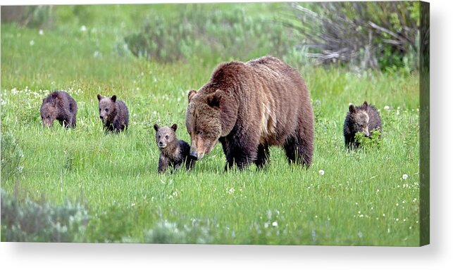 Grizzly Bear Acrylic Print featuring the photograph Full House by Jack Bell