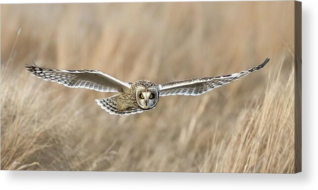 Short Eared Owl Acrylic Print featuring the photograph Grassland Ghost panoramic by James Overesch