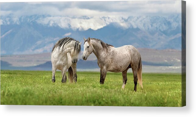 Stallion Acrylic Print featuring the photograph Great Basin Stallions. by Paul Martin