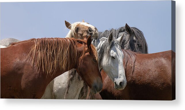 Panorama Acrylic Print featuring the photograph Happy to be Here by Mary Hone