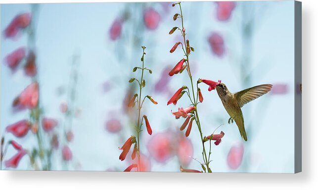 Hummingbird Acrylic Print featuring the photograph Hummingbird 1 by Stephen Holst