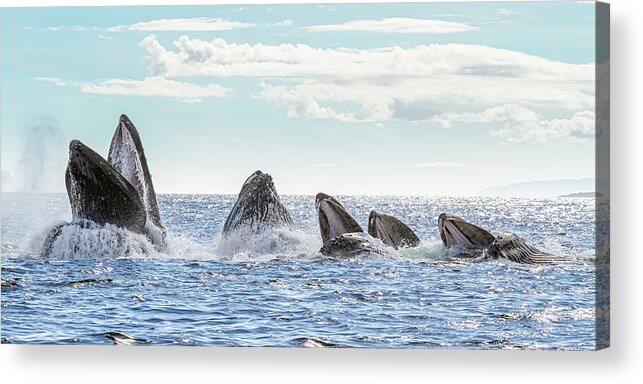 Whale Acrylic Print featuring the photograph Humpbacks in a Row by Michael Rauwolf