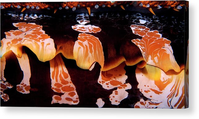 Oyster Acrylic Print featuring the photograph Intricate invertebrate by Artesub