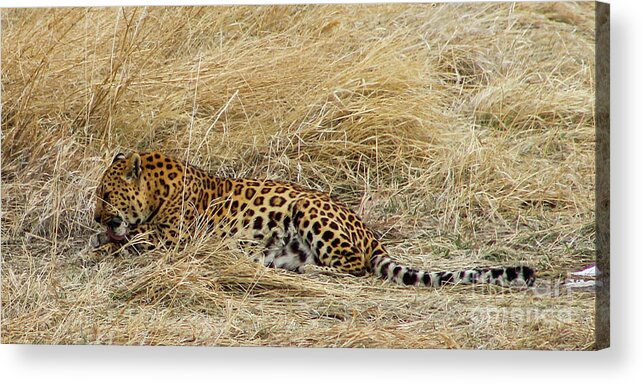 Leopard Acrylic Print featuring the photograph Leopard by Shirley Dutchkowski
