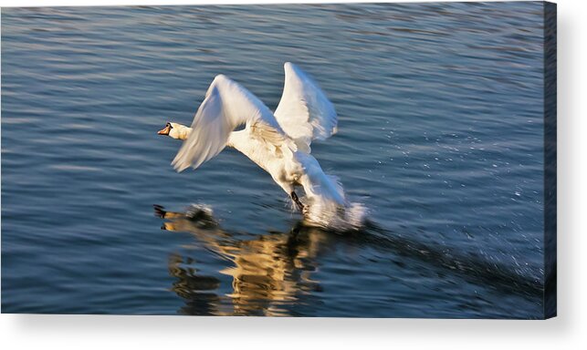 Male Acrylic Print featuring the photograph Male Swan taking off by Tatiana Travelways