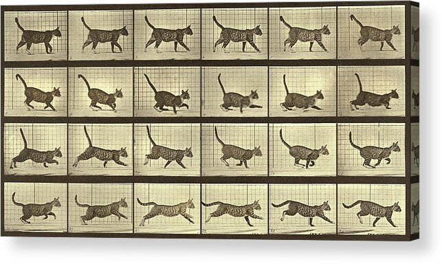  Acrylic Print featuring the photograph Motion Study, Running Cat by Eadweard J Muybridge