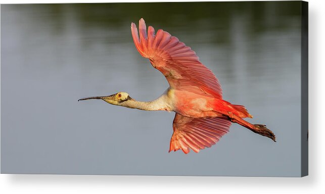 Roseate Spoonbill Acrylic Print featuring the photograph RSB In Flight #2Long by RD Allen