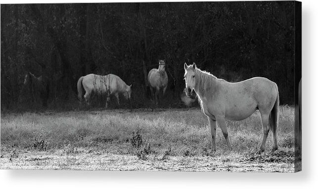 Shawnee Acrylic Print featuring the photograph Shawnee Herd by Holly Ross