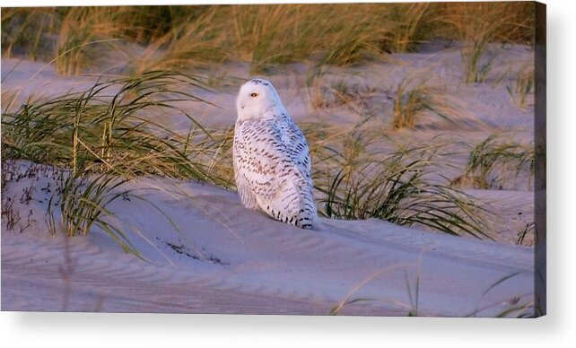 - Snowy Owl Acrylic Print featuring the photograph - Snowy Owl by THERESA Nye
