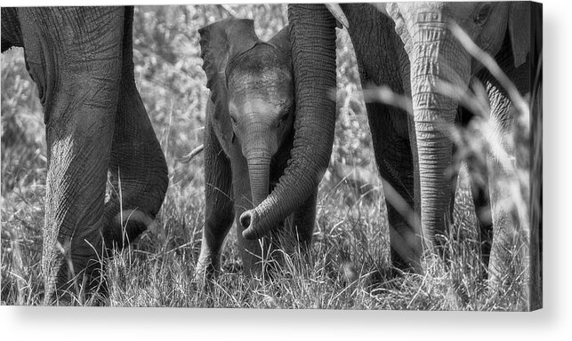 Africa Acrylic Print featuring the photograph Stay back by Murray Rudd