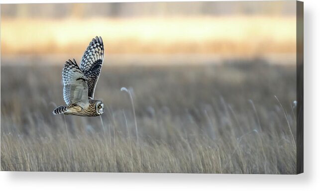 Short Eared Owl Acrylic Print featuring the photograph Sunset Seeker panoramic by James Overesch