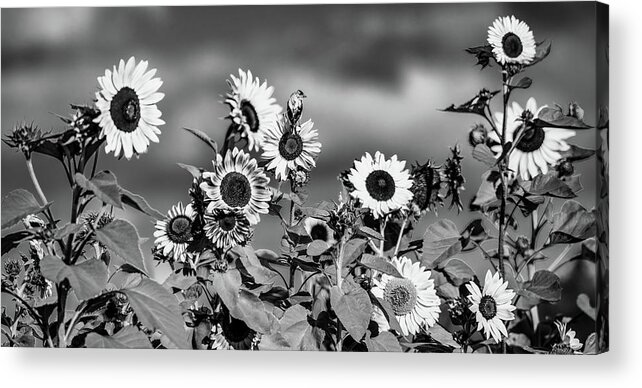 Sunflowers Acrylic Print featuring the photograph Sunshine on My Shoulder, Black and White by Marcy Wielfaert