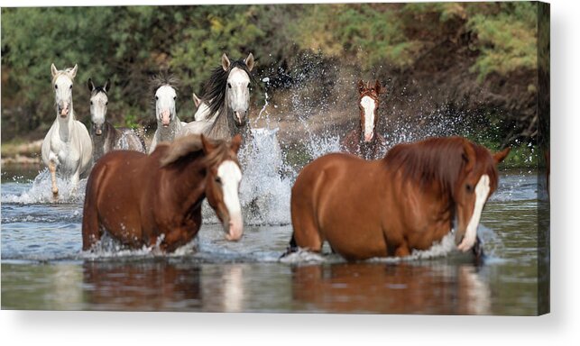 Stallion Acrylic Print featuring the photograph The Boys of Summer by Paul Martin