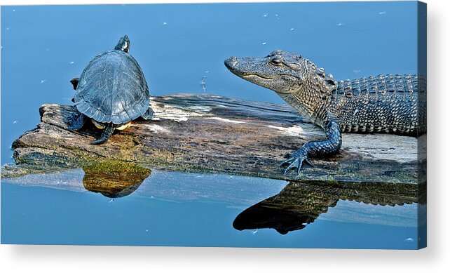 Turtle Acrylic Print featuring the photograph Turtle and Gator Share a Log by WAZgriffin Digital