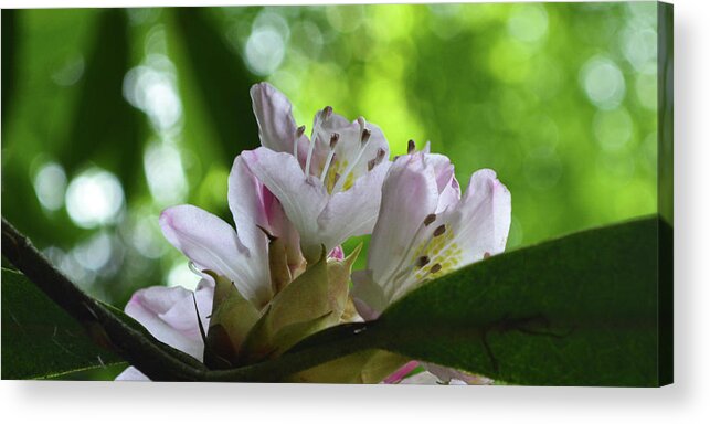Wildflowers Acrylic Print featuring the photograph Wild Rhododendron by Tana Reiff