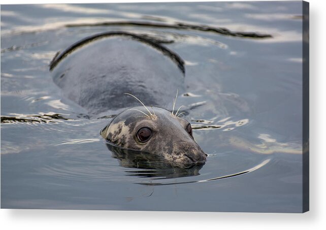 Seal Acrylic Print featuring the photograph Cautious Seal by Andreas Berthold