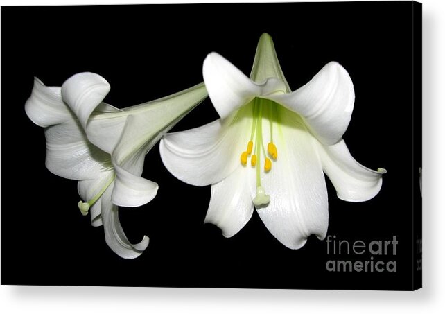 Easter Lilies Acrylic Print featuring the photograph Pure White Easter Lilies by Rose Santuci-Sofranko