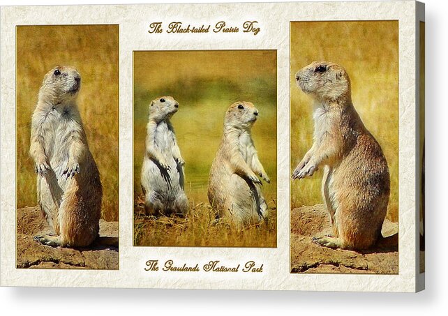 Black-tailed Prairie Dog Acrylic Print featuring the photograph Poster Prairie Dogs by Blair Wainman