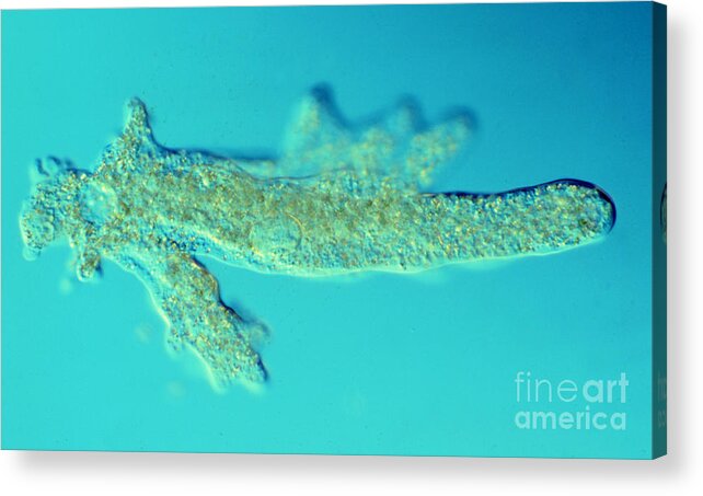 Amoebae Acrylic Print featuring the photograph Freshwater Amoeba Proteus LM #1 by Greg Antipa