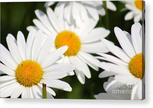 Yellow Acrylic Print featuring the photograph Nature's Beauty 53 by Deena Withycombe