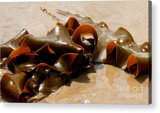 Tantalising Tasmania Series By Lexa Harpell Acrylic Print featuring the photograph Bull Kelp by Lexa Harpell