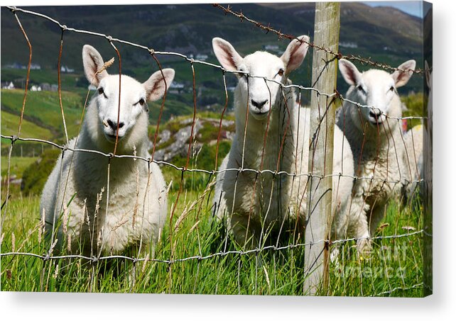 Donegal Ireland Landscape Acrylic Print featuring the photograph Curious Sheep by Lexa Harpell