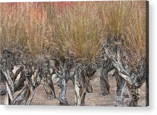 Dancing Trees Acrylic Print featuring the photograph Dancing trees by Hitendra SINKAR