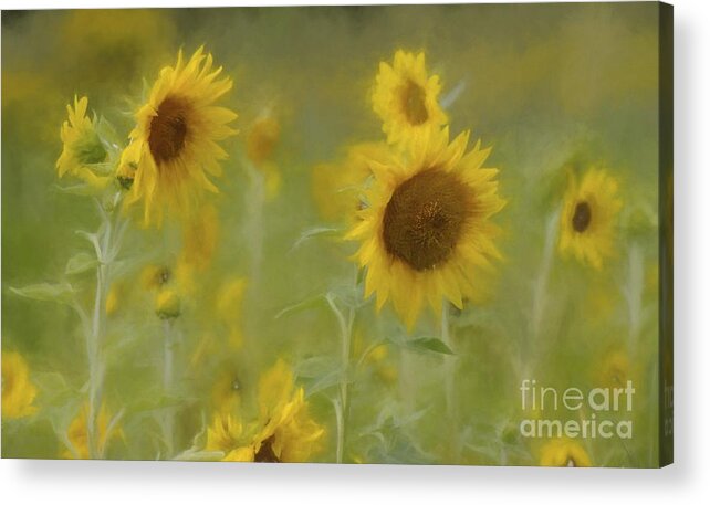 Sunflowers Acrylic Print featuring the photograph Dreaming of Sunflowers by Benanne Stiens