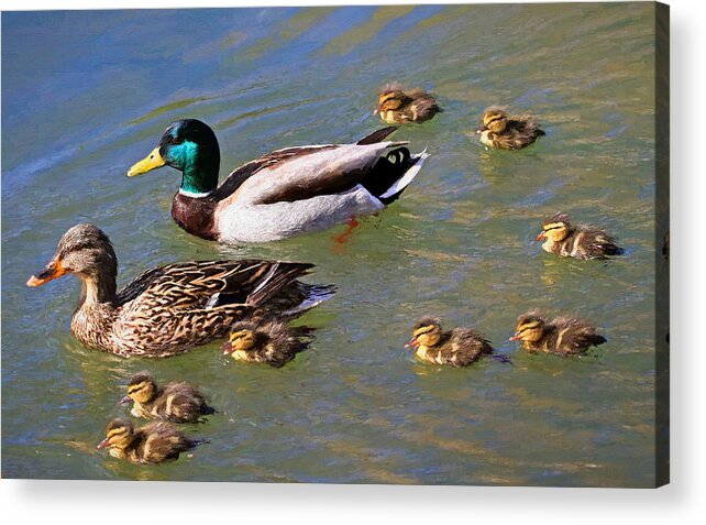 Mallard Acrylic Print featuring the photograph Eight Is Enough by Donna Kennedy