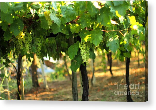 Vineyard Acrylic Print featuring the photograph Grapevines 5 by Angela Rath